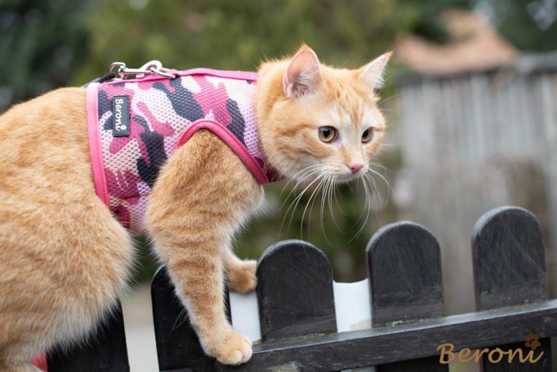 Kolonel Gewoon Dronken worden Kattentuigje - beste kattentuig voor kitten, grote katten tuin kopen met  lijn