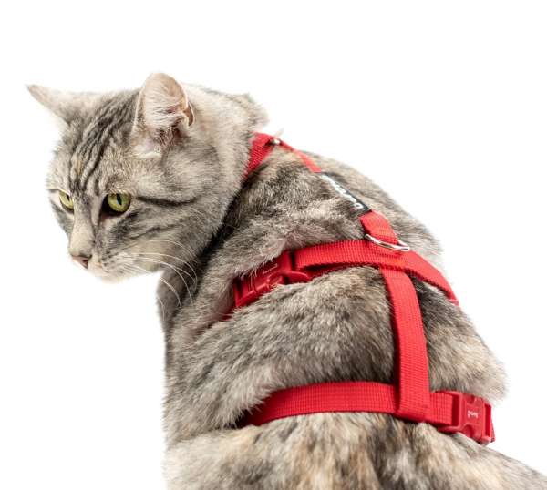 Beste Kattentuigje verstelbaar Safety Harness Classic rood
