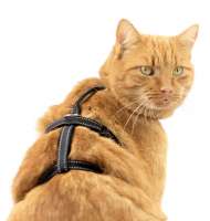 Beste Kattentuigje verstelbaar Safety Harness Pro reflecterend zwart