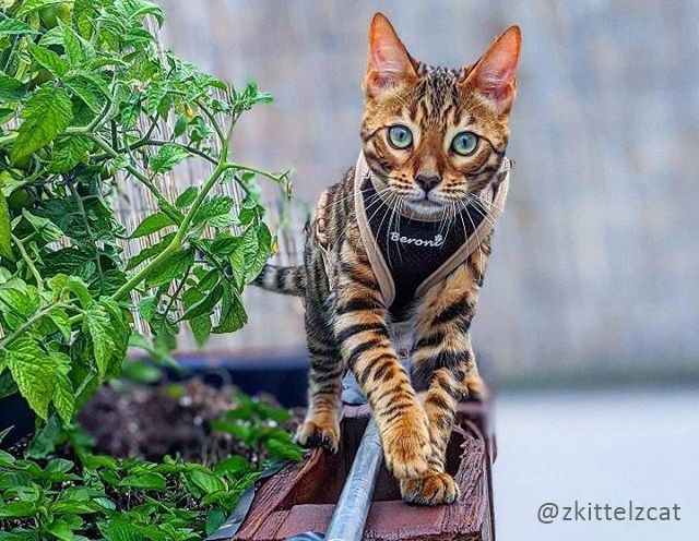 onthouden plank Uittrekken Kattentuigje - beste kattentuig voor kitten, grote katten tuin kopen met  lijn